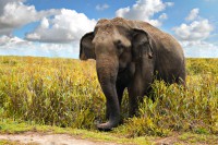 /album/venta-de-mascotas-exoticas2/elefante-asiatico-jpg/