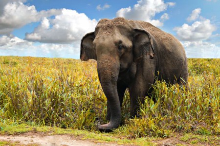 Elefante Asiatico   $550,000